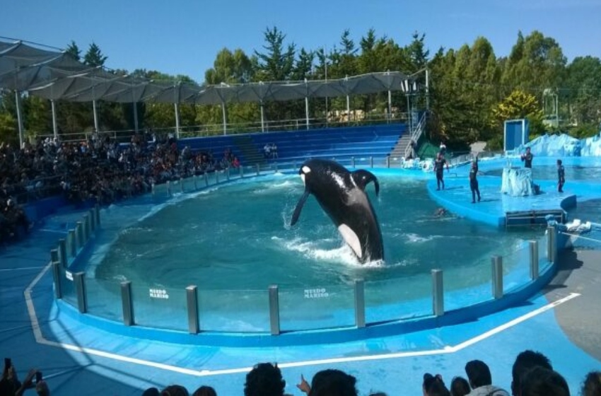 彼らは、水族館に収容された動物を海洋保護区に移すように頼む-El Marplatense