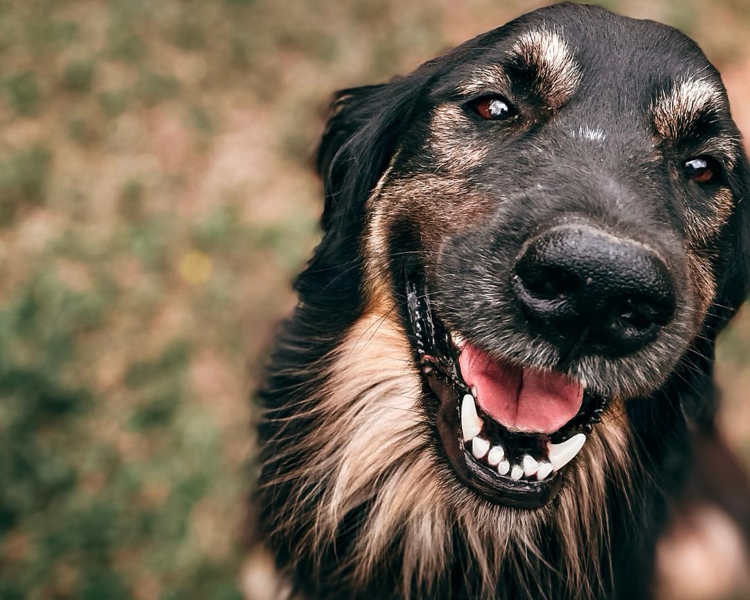 Presentaron un proyecto para concientizar sobre la tenencia responsable de mascotas en espacios públicos