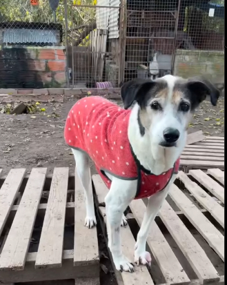 Presos de Campana confeccionan abrigos para perros rescatados por una protectora