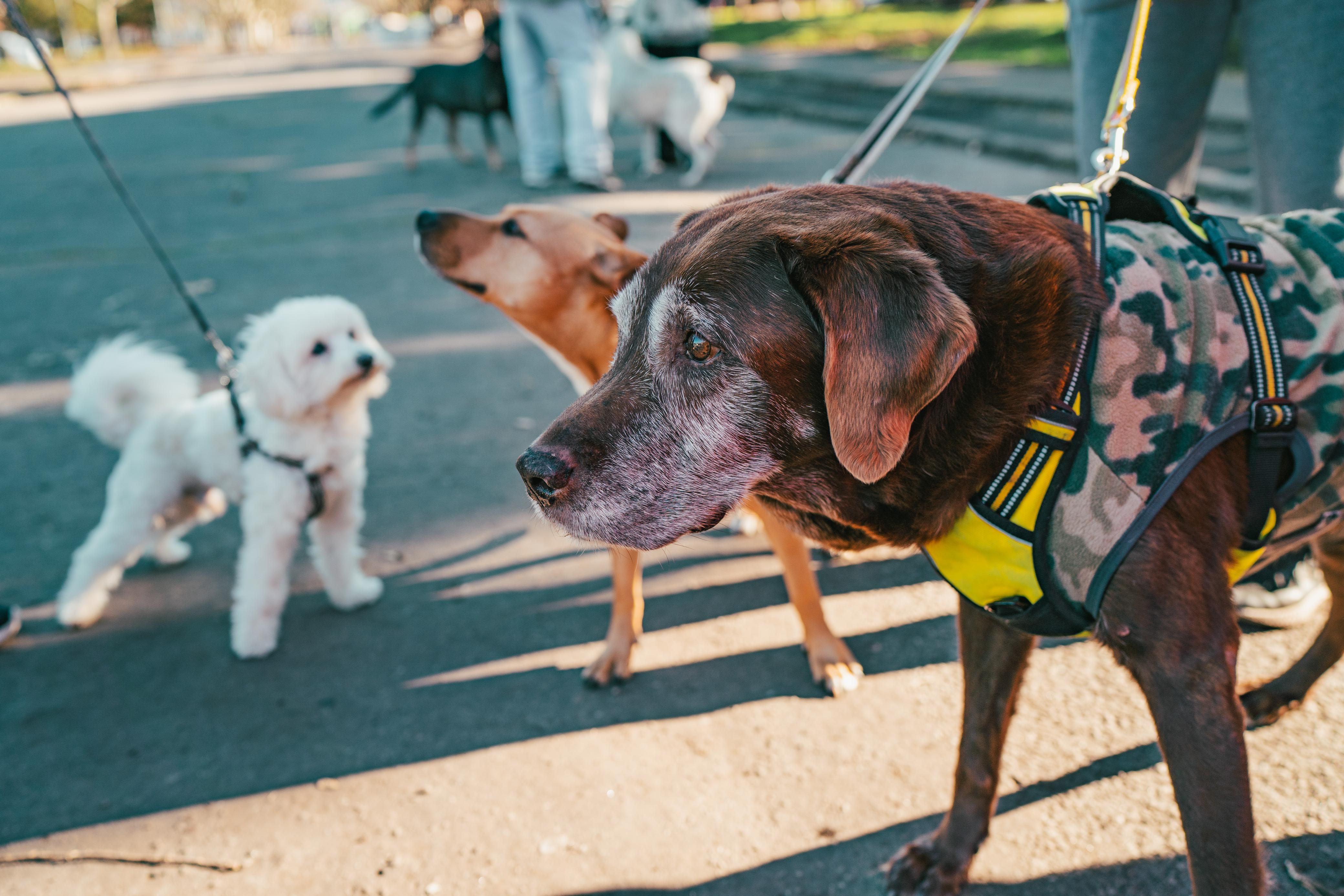 "Tu mascota héroe": una campaña para que perros y gatos donen sangre, y a cambio reciban beneficios